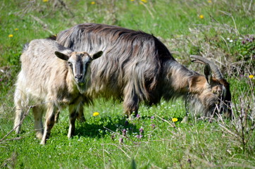 Fototapeta premium Two goats grazing grass outdoors