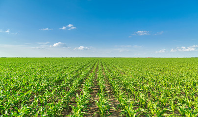 Growing corn field, green agricultural landscape