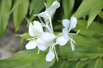 Ginger lily (Hedychium) in a garden
