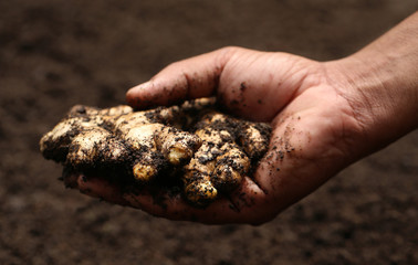 Newly harvested ginger