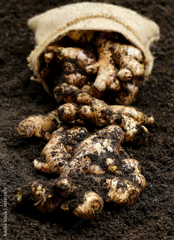 Poster Newly harvested ginger