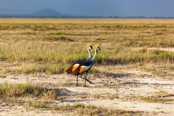 Obraz na płótnie Canvas Grey Crowned Crane in the savannah of Masai Mara