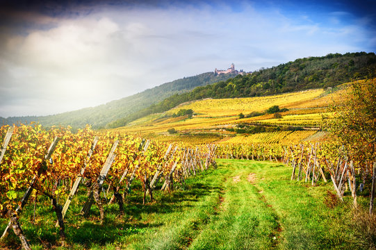 Landscape with autumn vineyards. France, Alsace