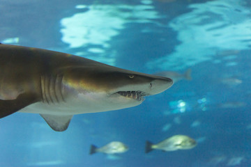 Fototapeta premium underwater life