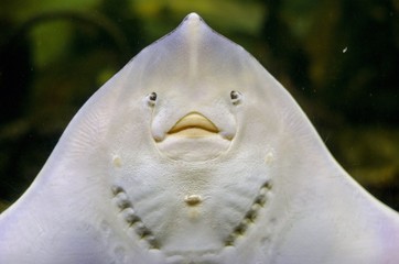 rochen © joerg dirmeitis