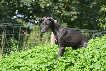 Galgo Espanol Welpe