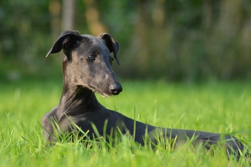 Galgo Espanol Welpe