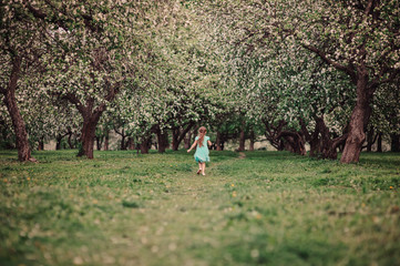 child girl walking in spring blooming apple garden