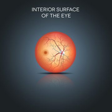 Anatomy of the interior surface of the eye