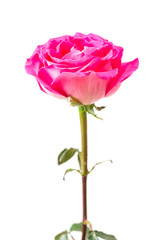 Obraz premium Pink Rose isolated