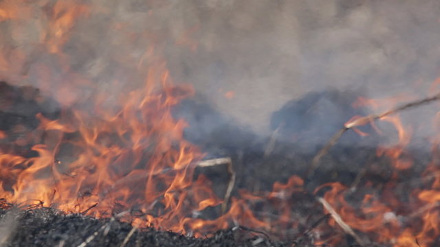 Burning dry grass - reason of forest fires. Fire close up.