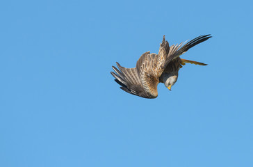 Red Kite