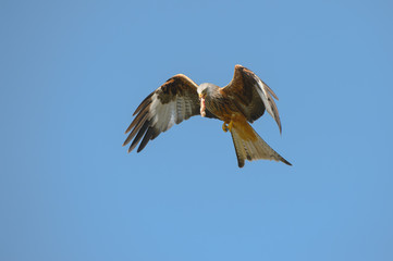 Red Kite
