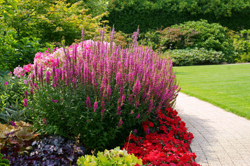 Flowerbed with Lithrum salicaria - loosestrife - obrazy, fototapety, plakaty