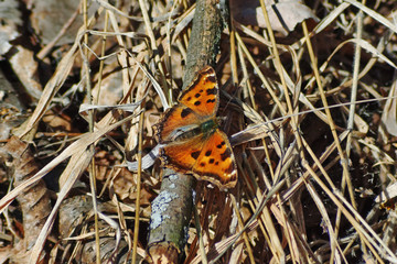 Butterfly busy to forage on forest colors.