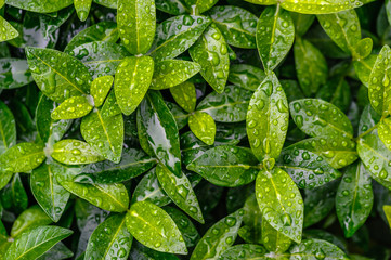 Fototapeta background from green leaves obraz