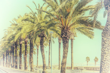 Avenue palm-lined on spanish coastline in tropical climate