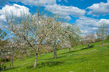 Fototapeta premium Kirschbaumblüte, Altensteig