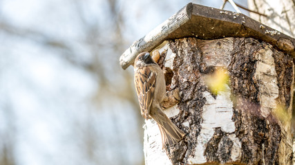 Bird Perched on Rustic Birch Stump Bird House