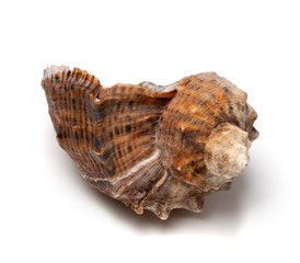Shell from rapana venosa on white background.