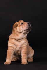 Shar-Pei