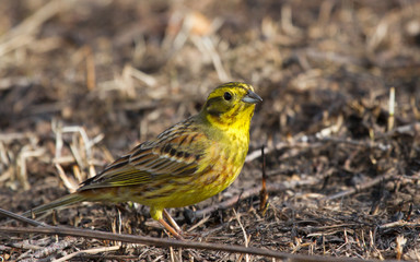 Yellowhammer on the ground