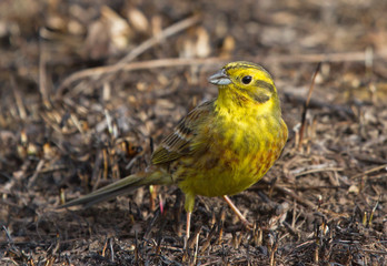 Yellowhammer on the ground