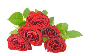 Beautiful Red Rose Stems. Isolated