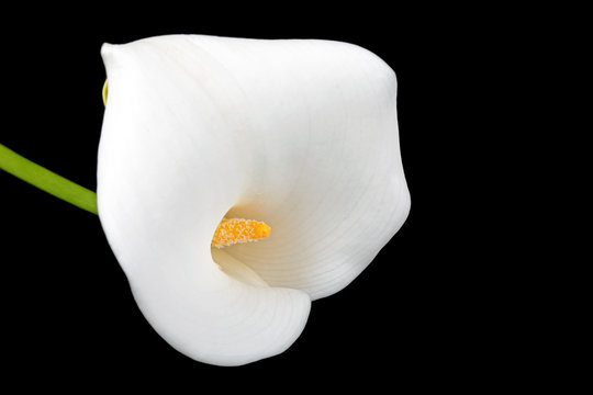 Fototapeta White calla flower on a black background