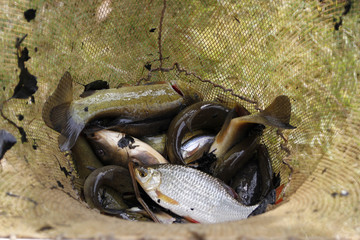 freshwater fish caught in the net