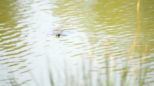 amerikanische Schmuckschildkröte in Teich
