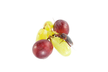 cockroach sitting and eating  grapes, Concept of cleanliness. Cl