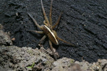 spider pets animals