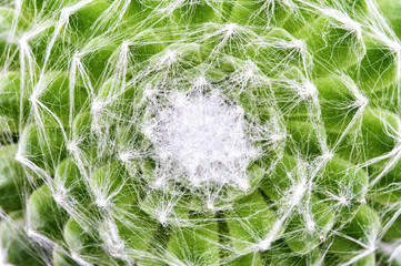 Cobweb houseleek