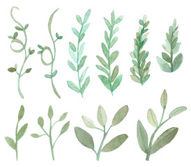 Set of leaves and branches