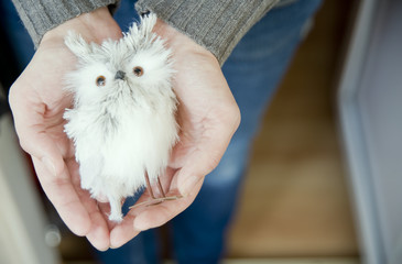 Snowy Owl in his hands