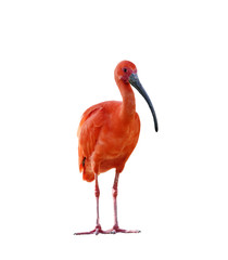 Scarlet Ibis