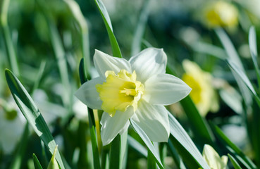 Fototapeta premium narcissus