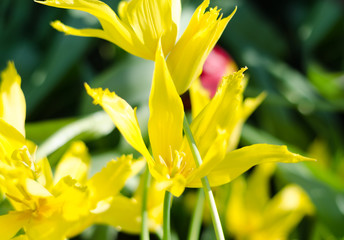 yellow tulips