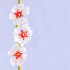 Naklejka na ściany i meble Three spring almond flowers branch on sky background