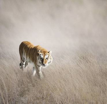 Tiger Walking