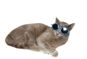 Simpatico gatto con occhiali da sole