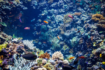 Fototapeta na wymiar korallen