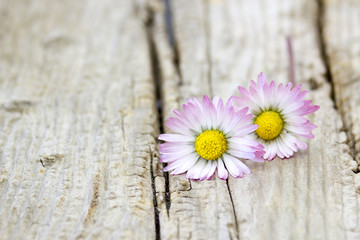 Obraz premium two daisies on wooden background