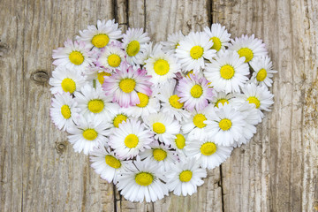 daisy flowers in heart shape on wooden background