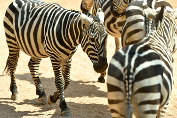 Zebra