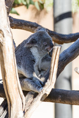 Naklejka na ściany i meble Koala - phascolarctos cinereus