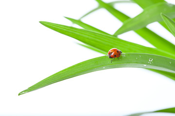 Ladybug on Leaf