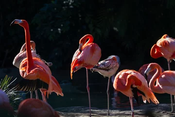 Photo sur Plexiglas Flamant American Flamingo - phoenicopterus ruber