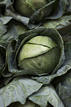 Wei&szlig;kohl